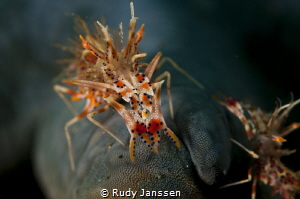 tigershrimp by Rudy Janssen 